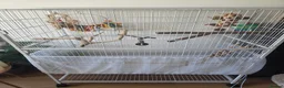 Conures birds for sale: Pineapple Green Cheek Conure in Coventry - Advert 6