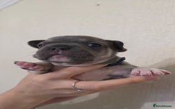 French Bulldog dogs for sale: Beautiful litter of French Bulldogs - Advert 14
