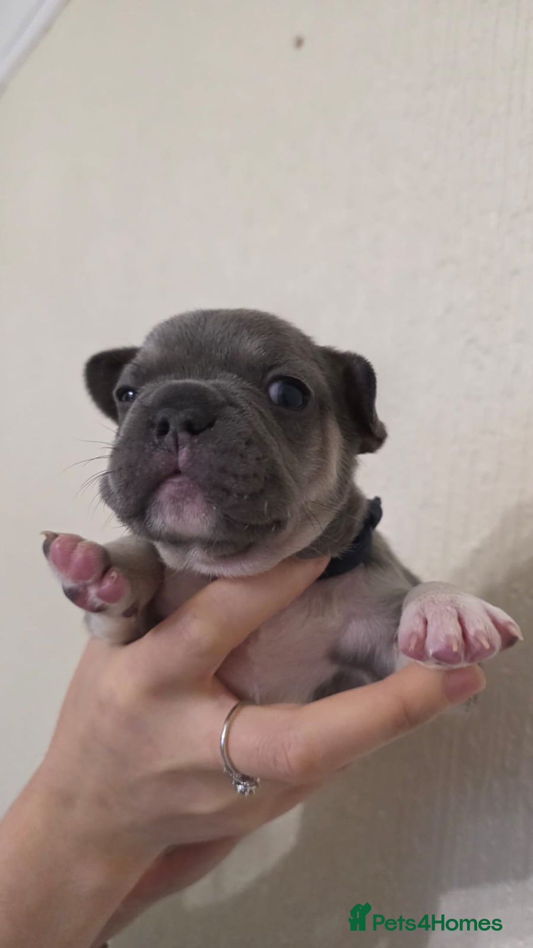 French Bulldog dogs for sale: Beautiful litter of French Bulldogs - Advert 14