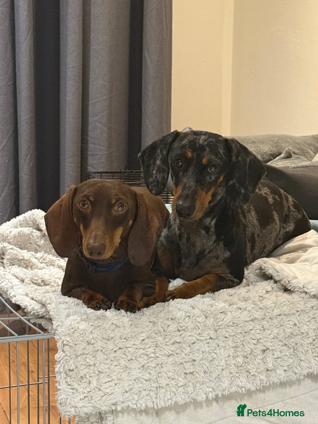 Dachshund dogs for sale: KC Registered Dachshund Puppies  - Advert 1