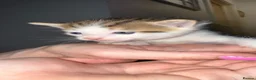 Mixed Breed cats for sale: 4 stunning kittens with unique markings for sale - Advert 12