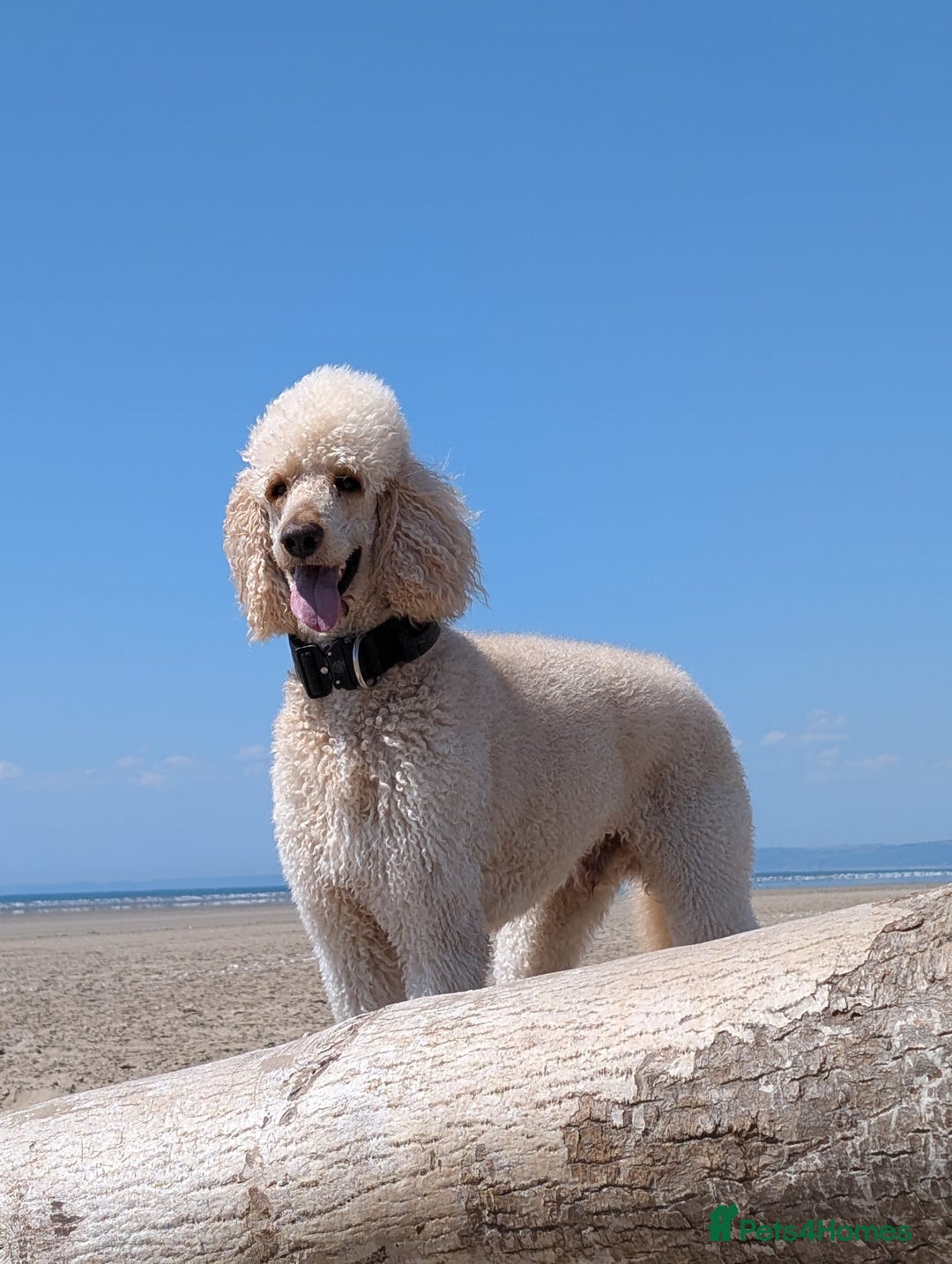 Labradoodle dogs for sale: F1 Labradoodle puppies  - Image 26