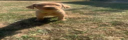 Labrador Retriever dogs for sale:  KC Labrador puppies   - Advert 17