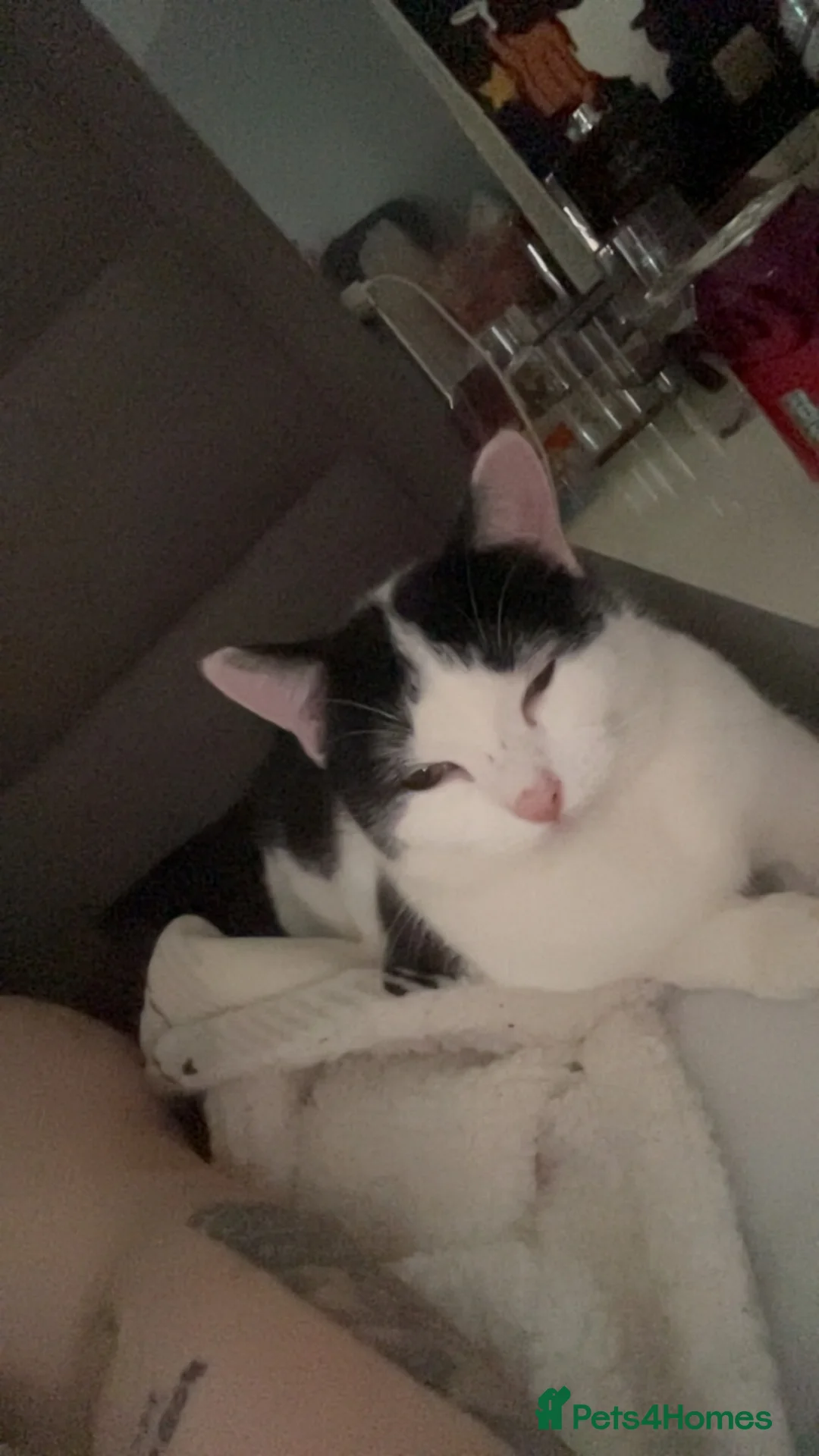 British Shorthair cats for sale: female kitten (10 months) in Northwich - Advert 3