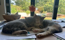 Domestic Shorthair cats for sale: Beautifully bonded brother & sister to go together - Image 6
