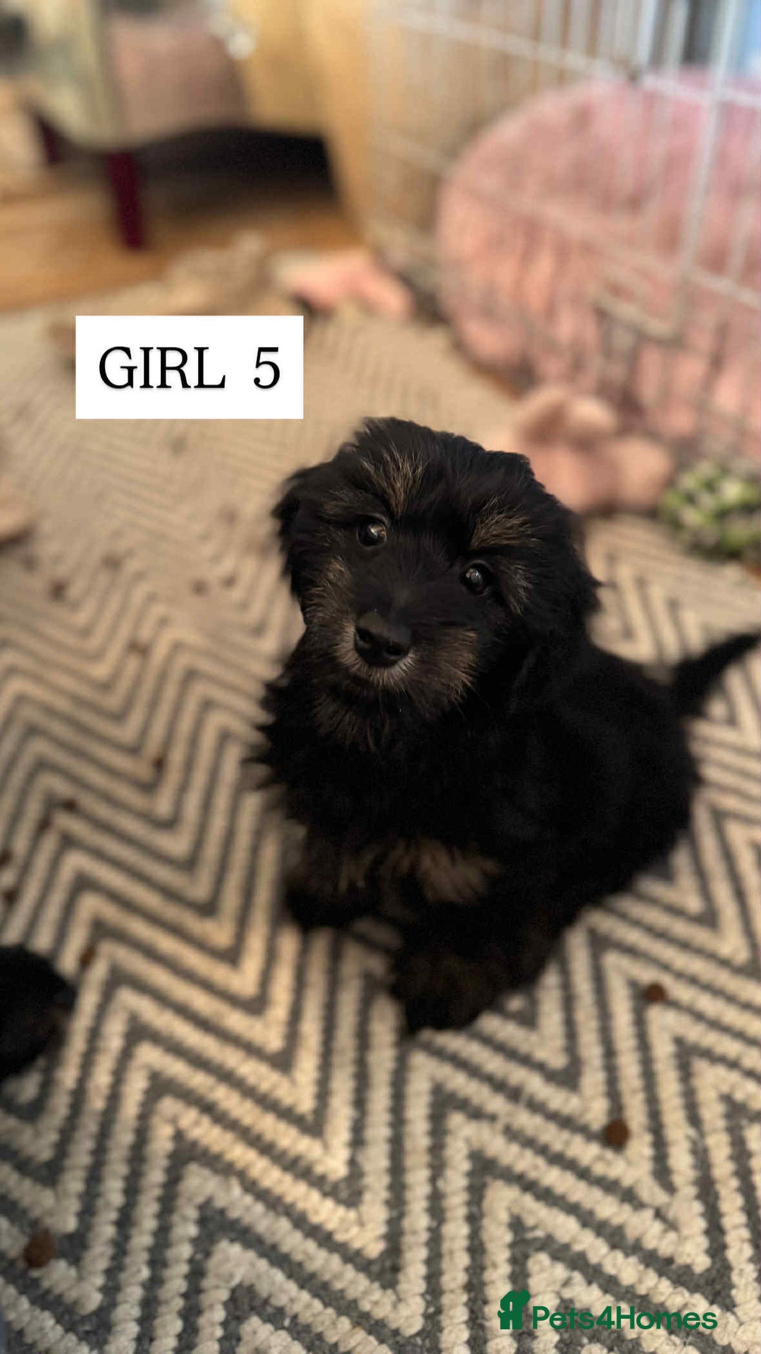 Mixed Breed dogs for sale: Dachshund cross - Image 6
