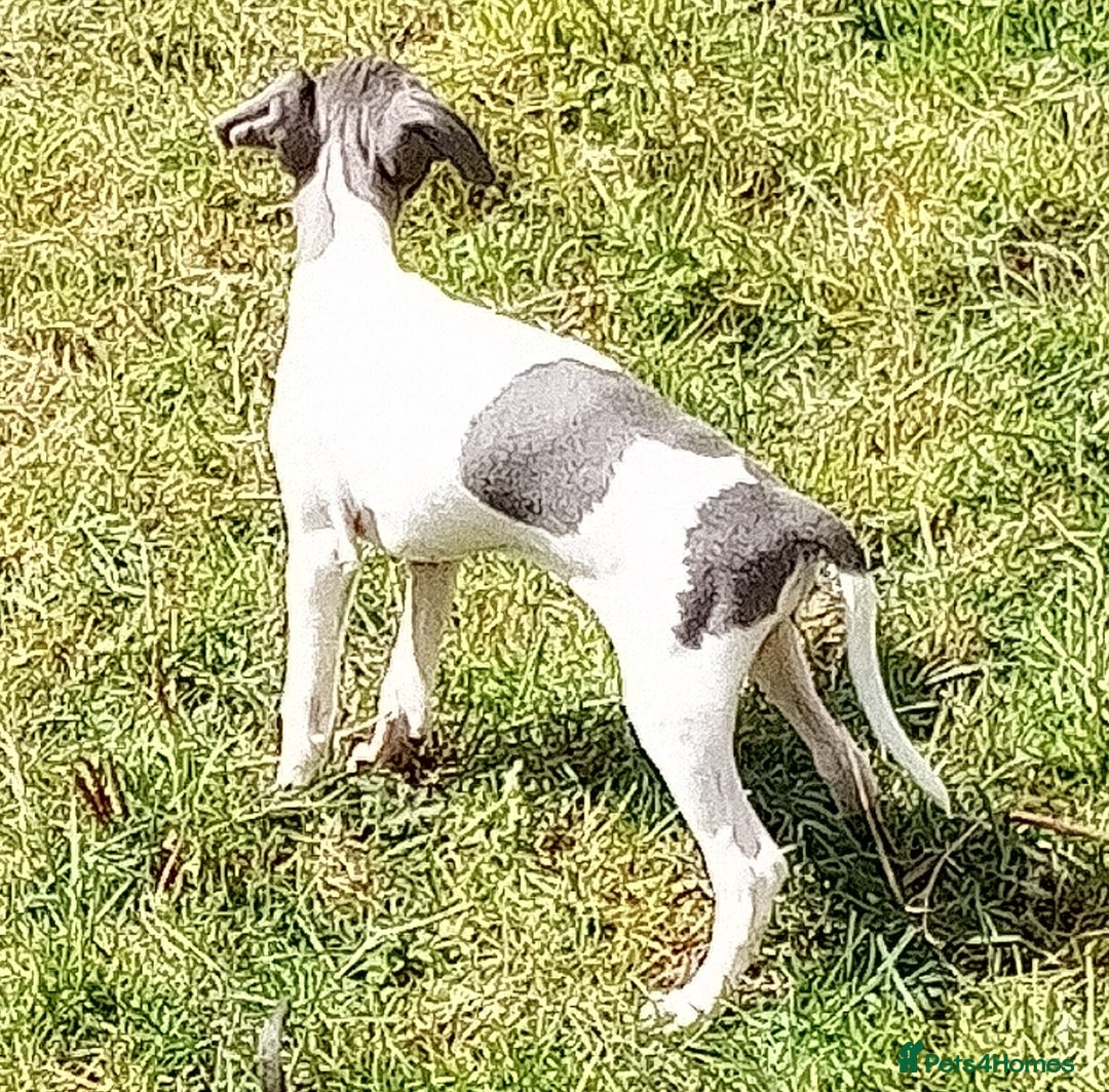 Italian Greyhound dogs for sale: Italian greyhound  - Image 16