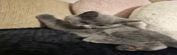 British Shorthair cats for sale: British Shorthair kitten - Advert 4