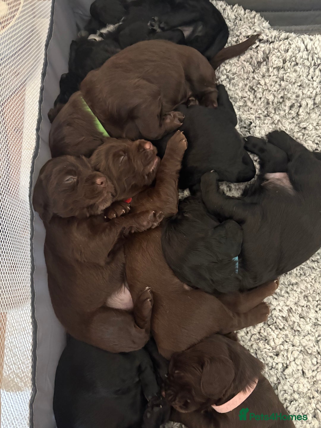 Cocker Spaniel dogs for sale: Gorgeous Working Cocker spaniels for sale - Image 10