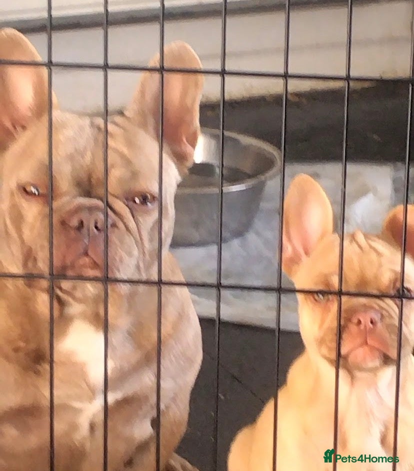 French Bulldog dogs I have 2 frenchie needed rehoming asap - Advert 18