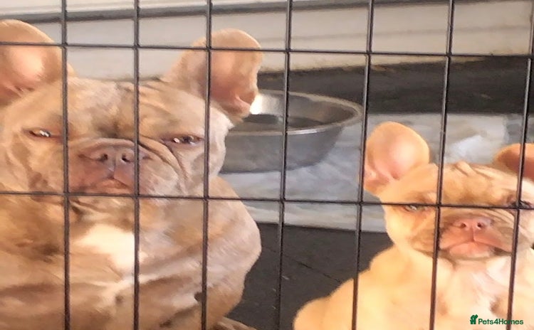 French Bulldog dogs - Advert 1