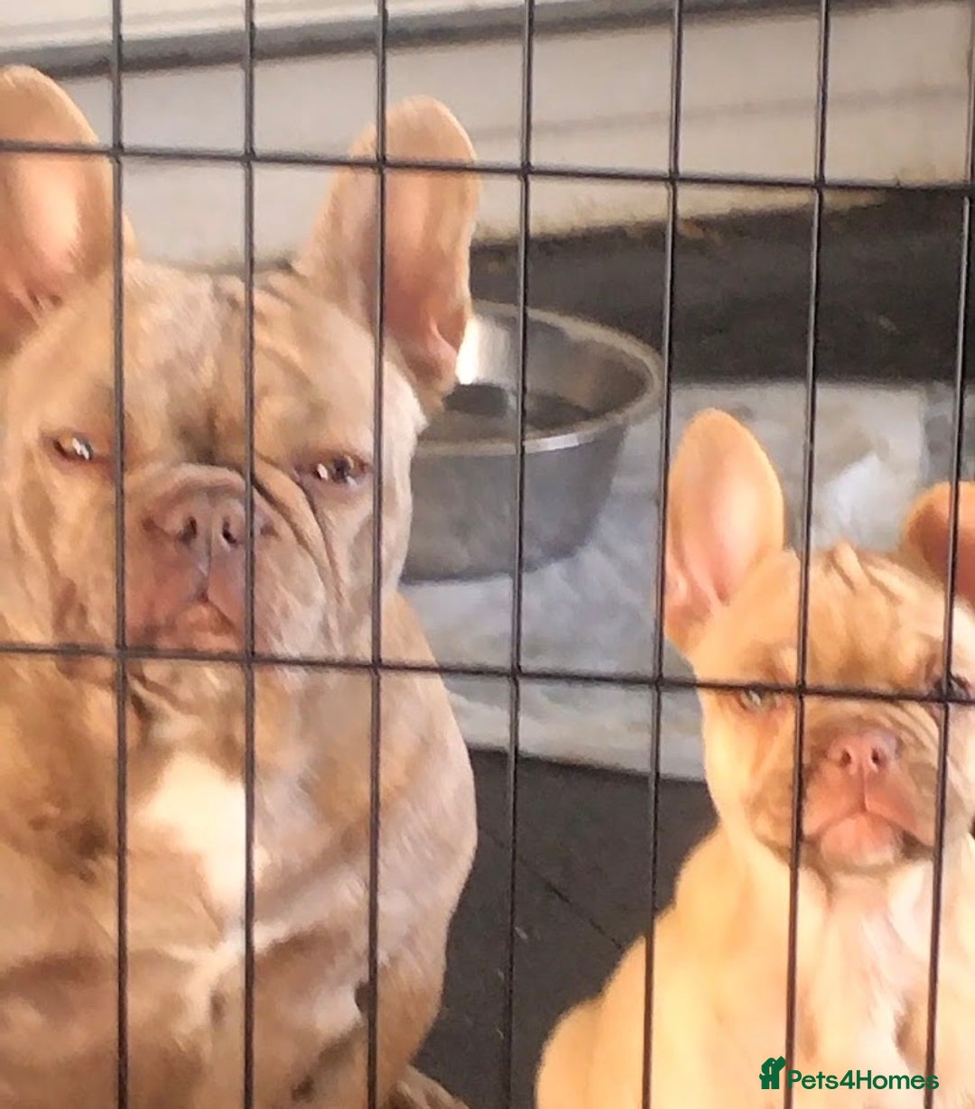 French Bulldog dogs for sale: I have 2 frenchie needed rehoming asap - Image 1