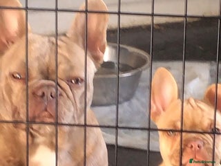 French Bulldog dogs - Advert 22