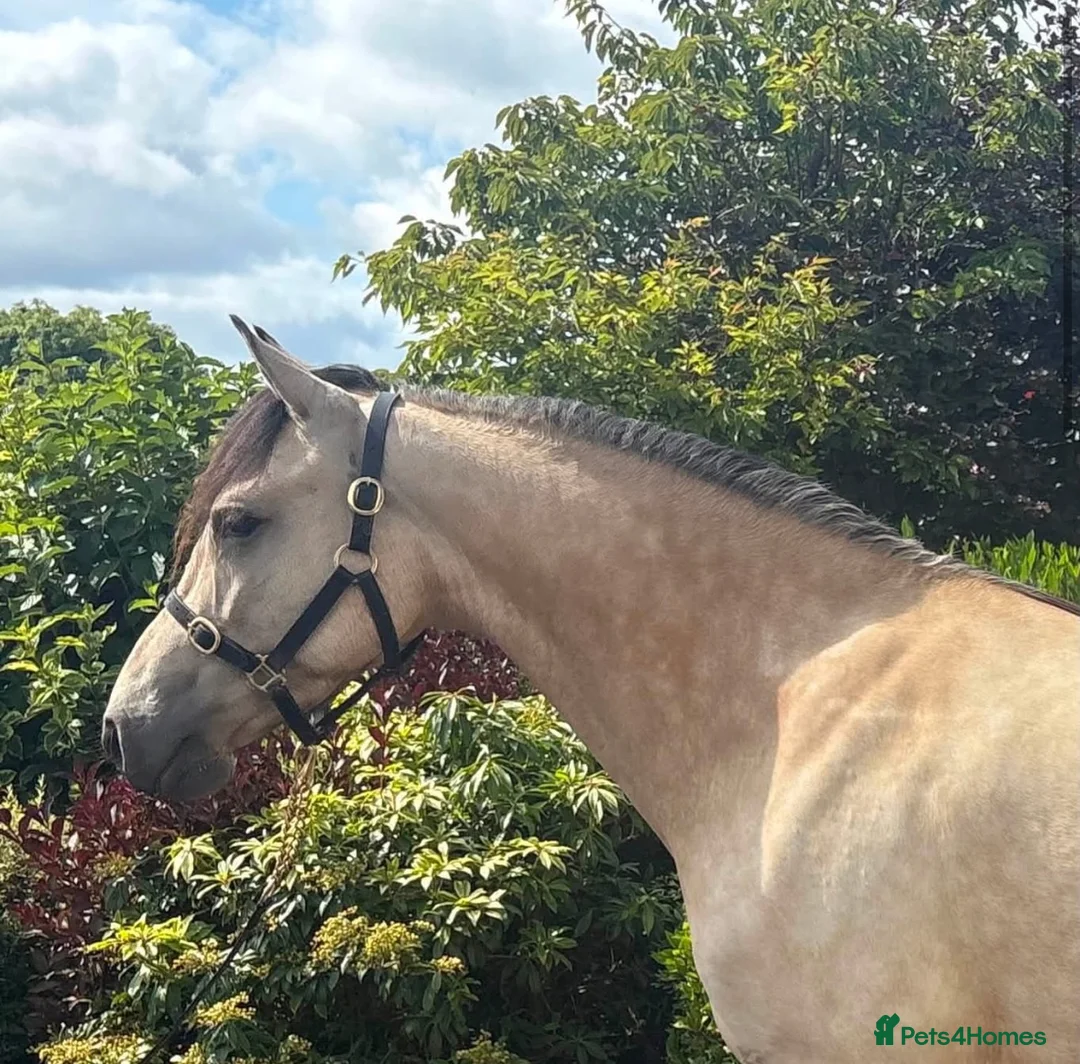 Connemara horses for sale: TOP CLASS Connemara mare available!  - Advert 2