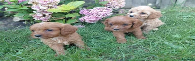 Cavapoo 3