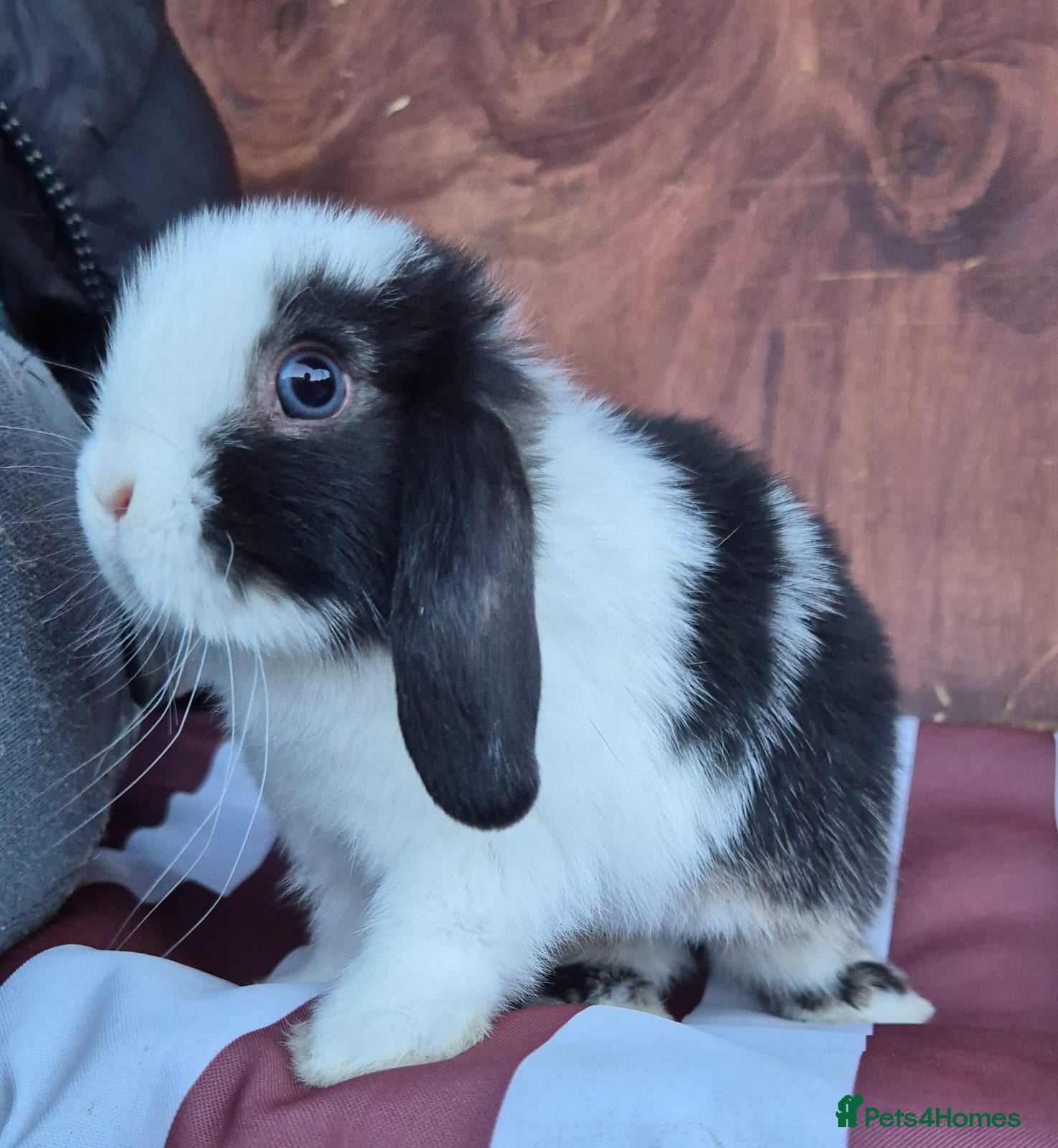 Mini Lop rabbits Mini lops does and bucks 8 weeks old - Advert 1