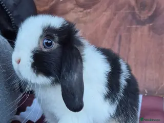Mini Lop rabbits for sale: Mini lops 1 doe left 3 bucks - Advert 2