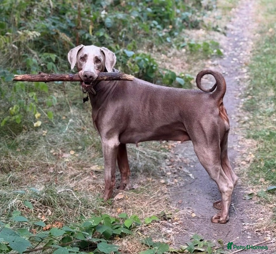 Dobermann dogs Loving home needed for our beautiful Dobermann - Advert 1