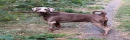 Dobermann dogs for sale: Loving home needed for our beautiful Dobermann in Tamworth - Advert 1