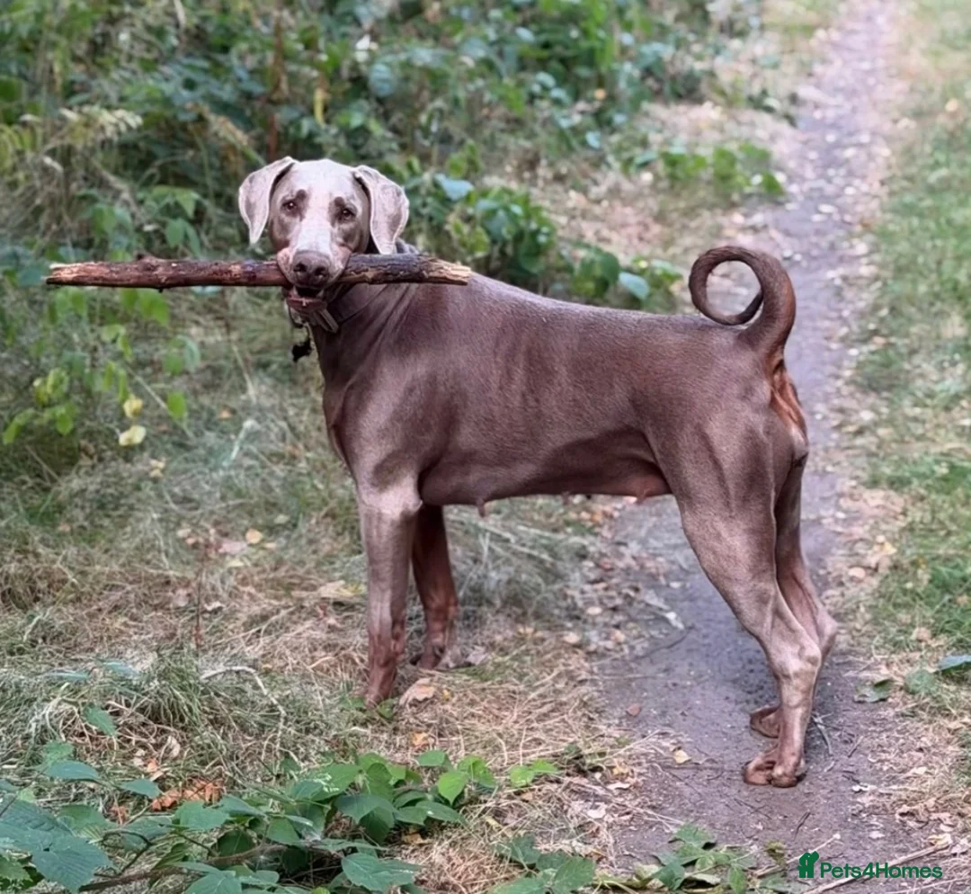 Dobermann dogs for sale: Loving home needed for our beautiful Dobermann in Tamworth - Advert 1