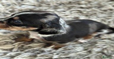 Miniature Dachshund dogs - Advert 15