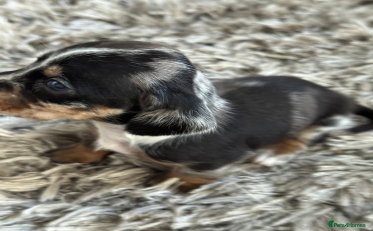 Miniature Dachshund dogs - Advert 3
