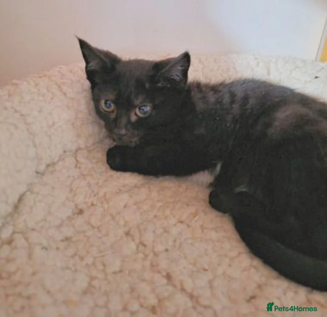 Mixed Breed cats for adoption: LEAH AND LEA - Advert 4
