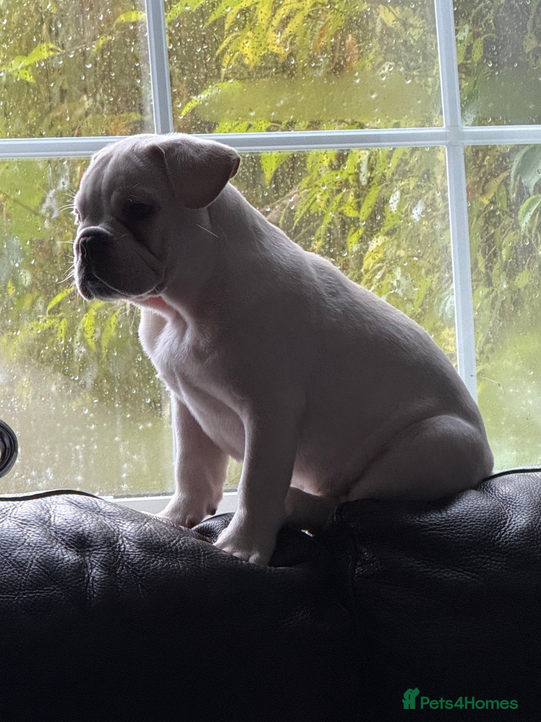 French Bulldog dogs for sale: French bulldog pups ❤️ - Advert 14