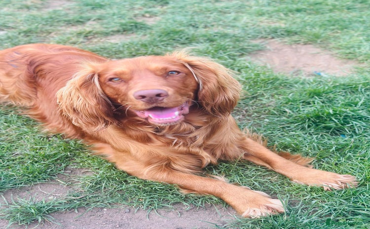 Cocker Spaniel dogs - Advert 2