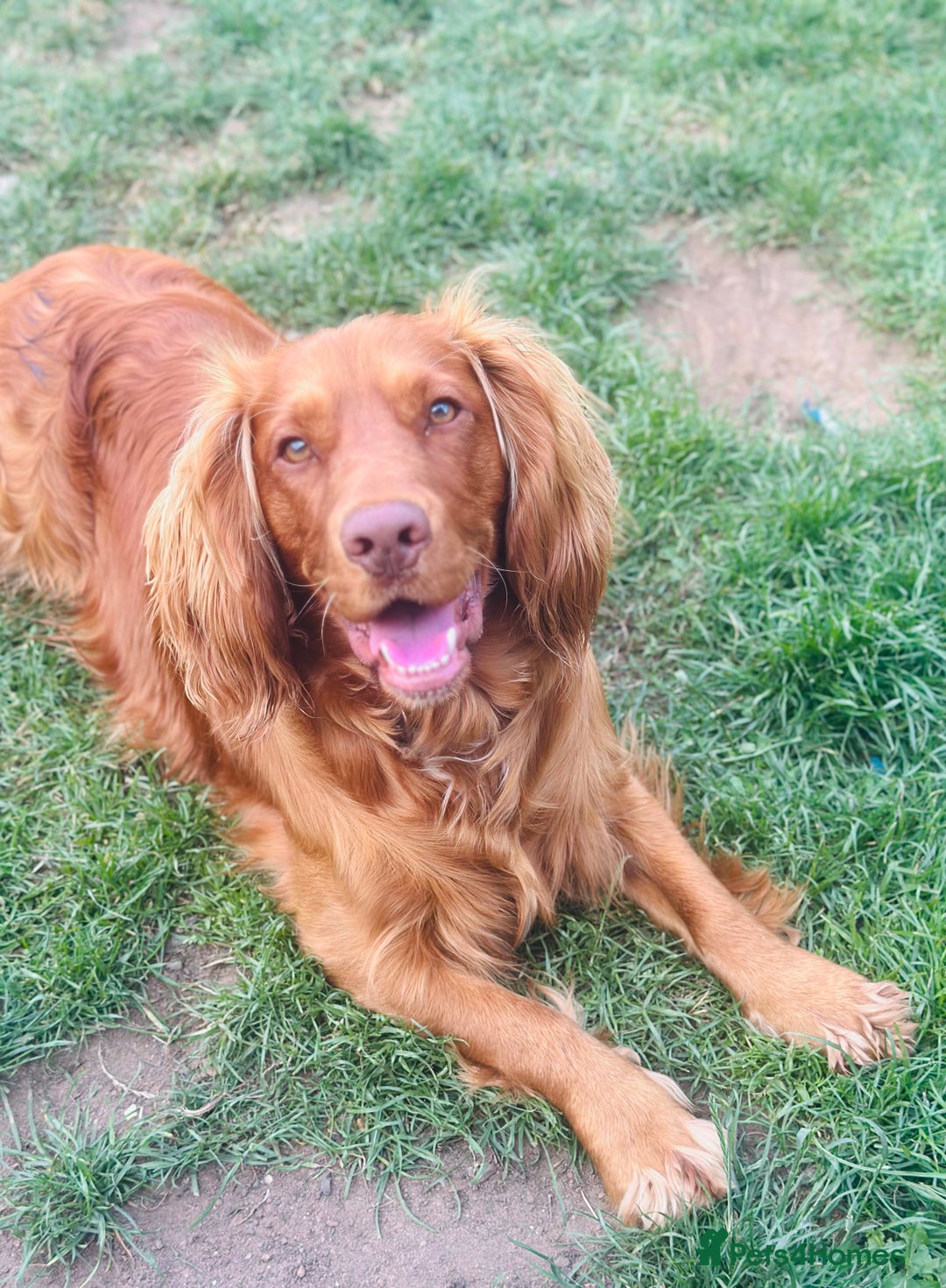 Cocker Spaniel dogs for sale: 14 month old spaniel - Image 1