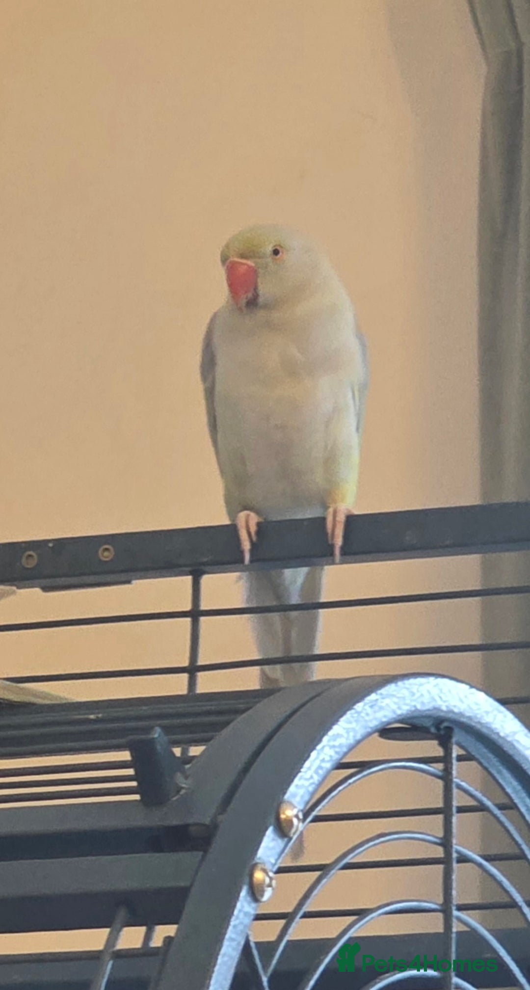 Ringnecks birds for sale: Ringneck looking for a new perch - Advert 1