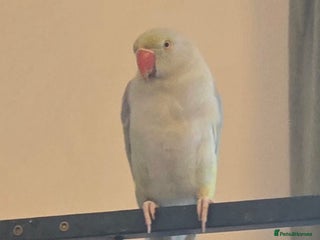 Ringnecks birds Ringneck looking for a new perch - Advert 1