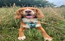 Cocker Spaniel dogs for stud: Cocker spaniel for stud - Image 9