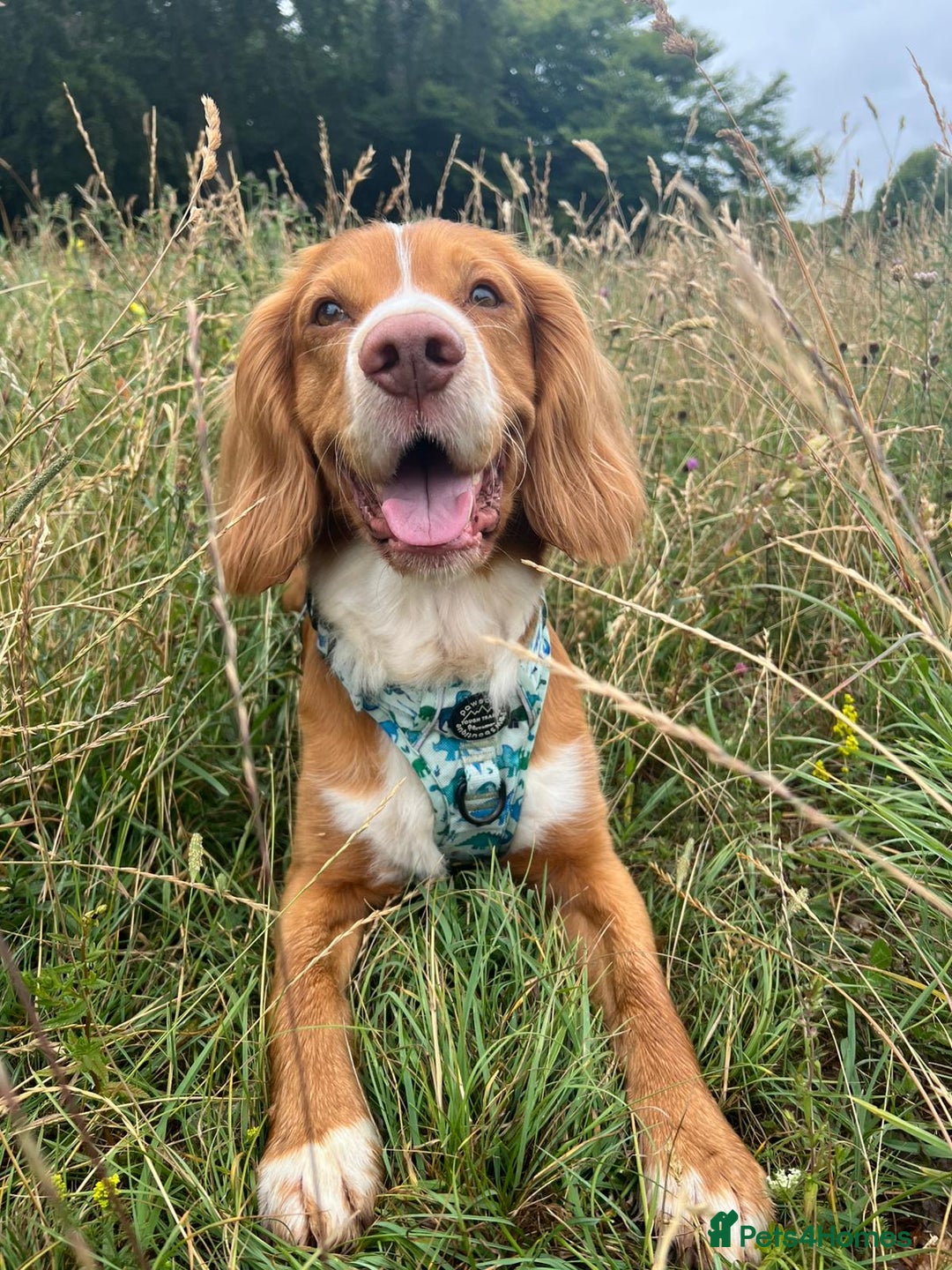 Cocker Spaniel dogs for stud: Cocker spaniel for stud - Image 9