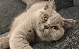 British Shorthair cats for sale: **Last blue girl available** - Image 1