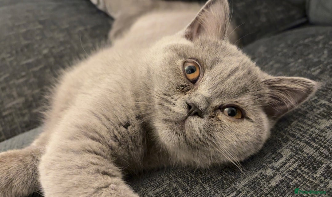 British Shorthair cats for sale: **Last blue girl available** - Image 1
