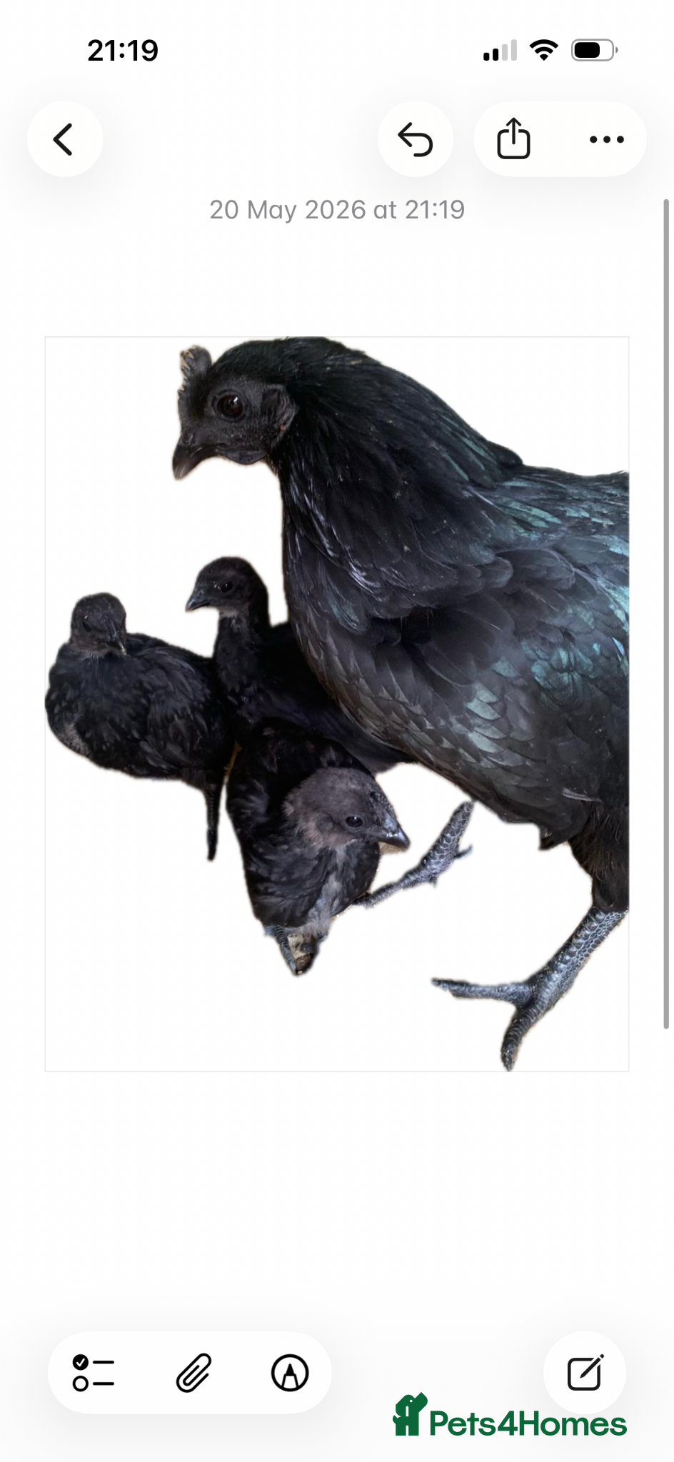 Chickens poultry Ayam cemani chicks - Advert 1