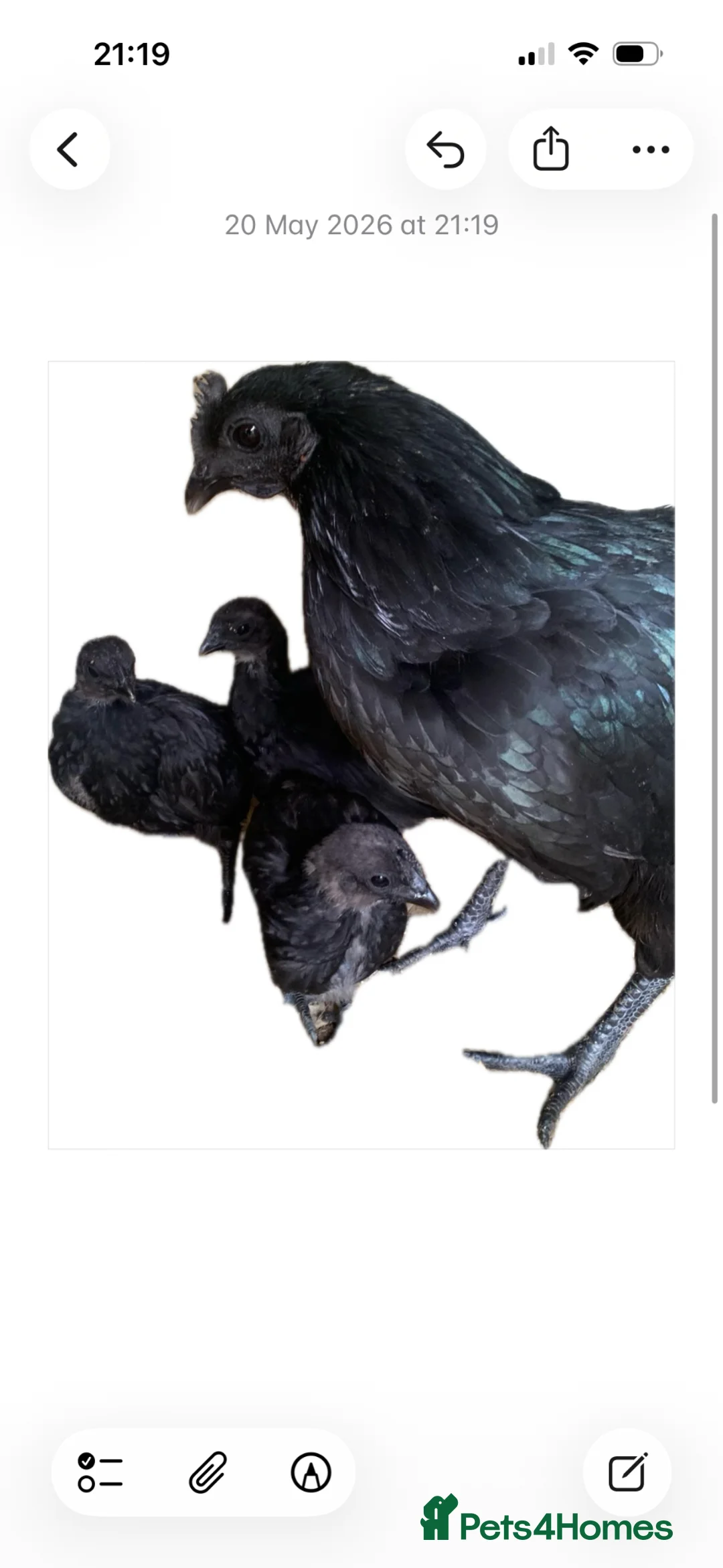 Chickens poultry for sale: Ayam cemani chicks in Wokingham - Advert 1