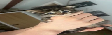 Ragcoon 4