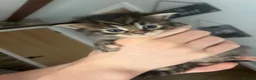Ragcoon cats for sale: Beautiful Ragcoon kittens 🐱  in Sheffield - Advert 7