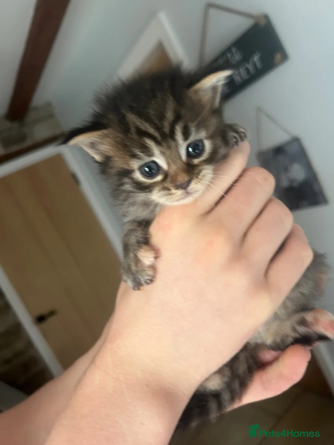 Ragcoon cats for sale: Beautiful Ragcoon kittens 🐱  - Advert 39
