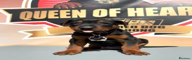 Chinese Red Dog Puppy 2