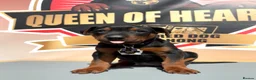Chinese Red Dog dogs for sale: Stunning (Laizhou hong) Chinese red dog puppies  - Advert 14