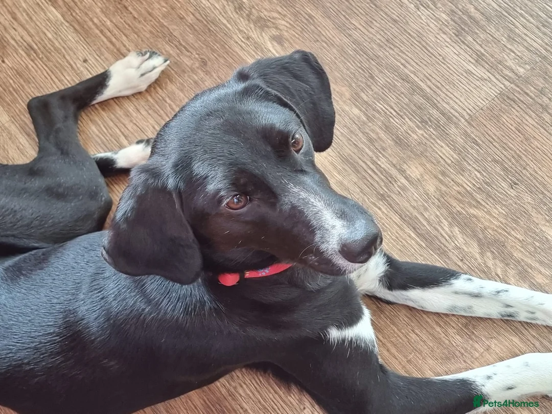 Mixed Breed dogs for adoption: NORA FOR ADOPTION IN CORNWALL/DEVON - Advert 17