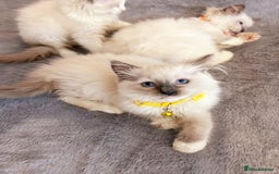Ragdoll cats for sale: Cute little Ragdoll kittens for sale 💕🐱🐱 - Image 12