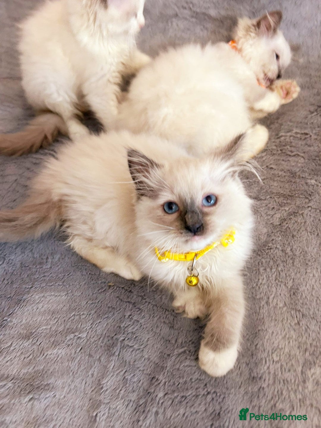 Ragdoll cats for sale: Cute little Ragdoll kittens for sale 💕🐱🐱 - Image 12