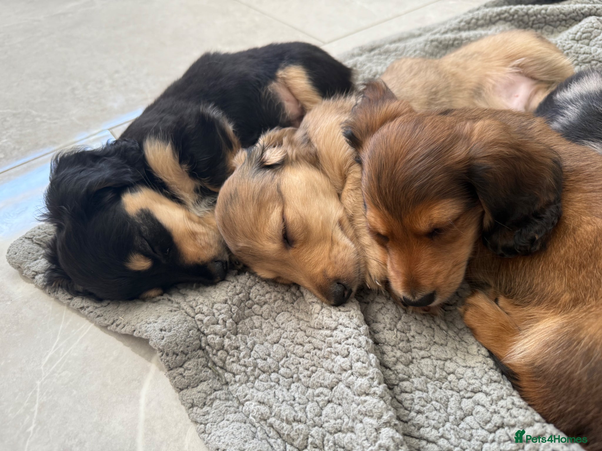 Miniature Dachshund dogs Long Haired Miniature Dachshund Puppies - Advert 18