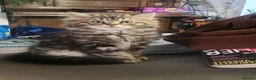 Ragdoll cats for sale: Ragdol x Persian Chinchilla kittens  - Advert 8