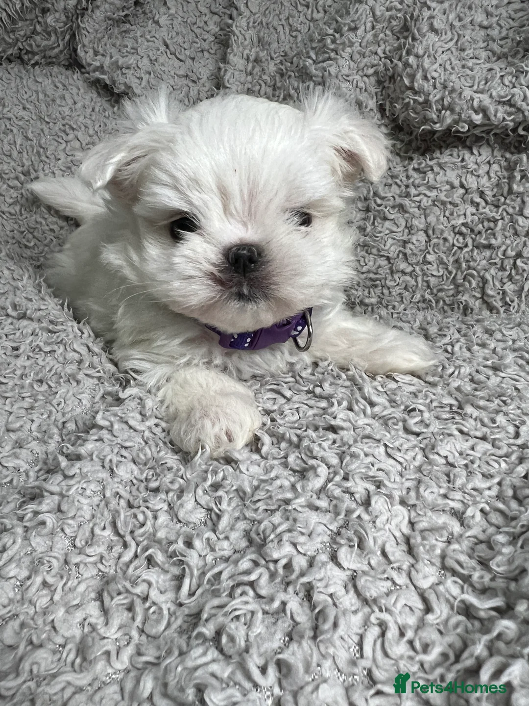 Maltese dogs for sale: One girl and boy available  - Advert 14