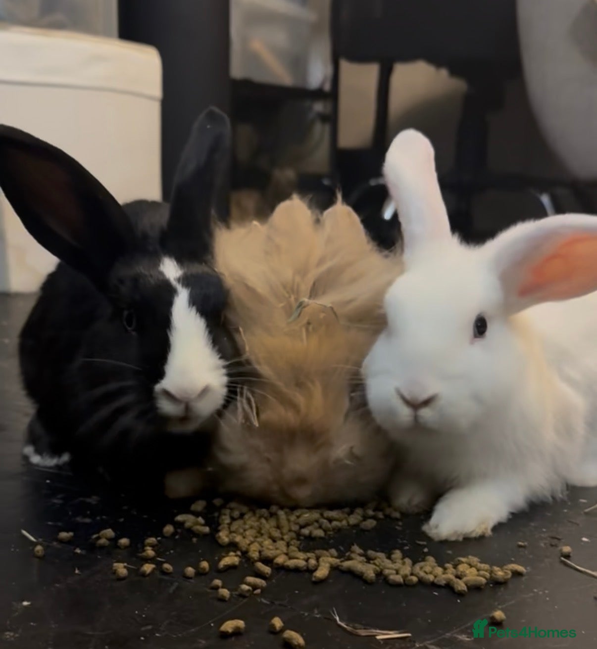 Mixed Breed rabbits     3 Female Rabbits Looking for Loving Homes - Advert 1